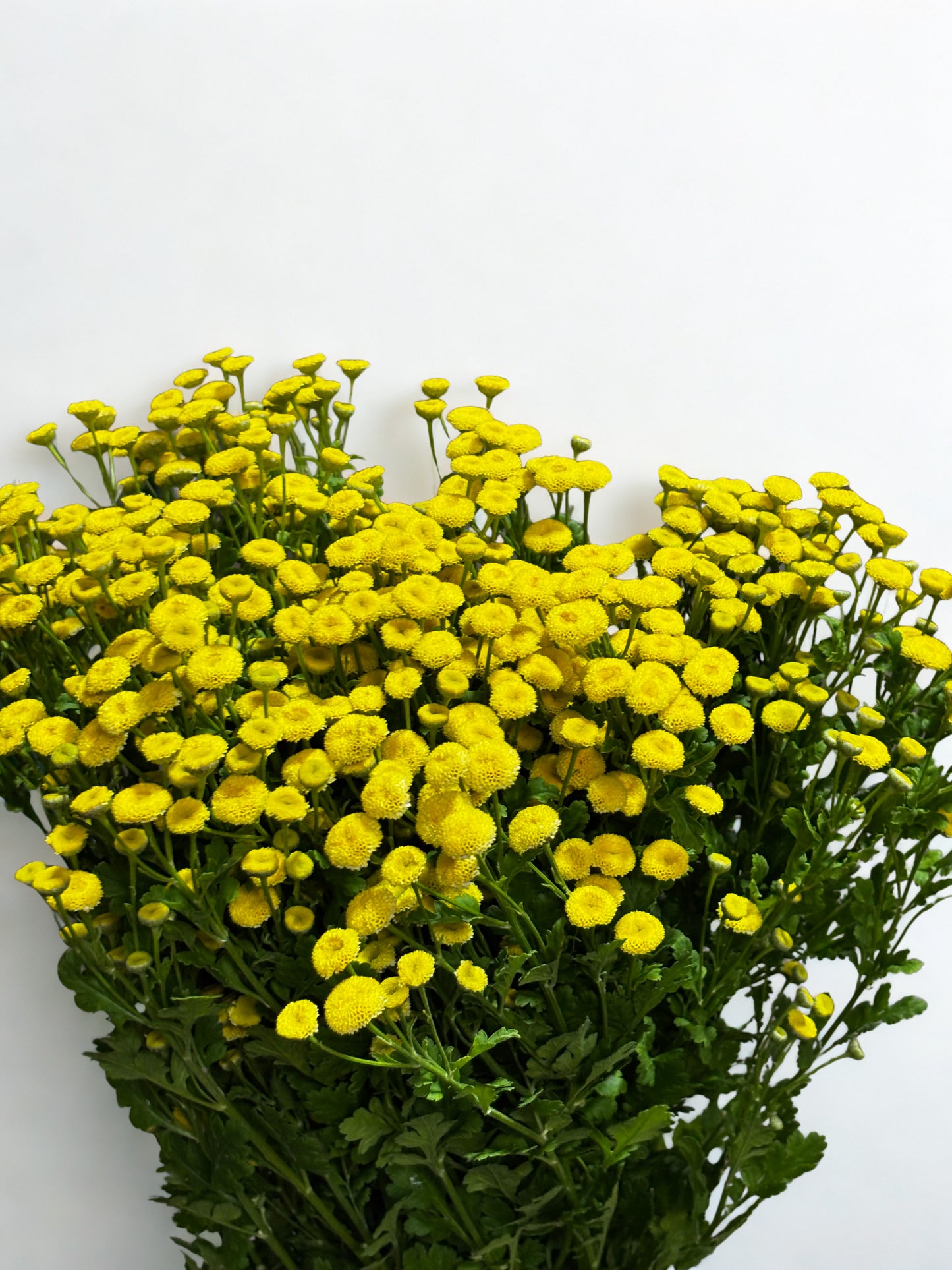 Tanacetum parthenium Ball CH