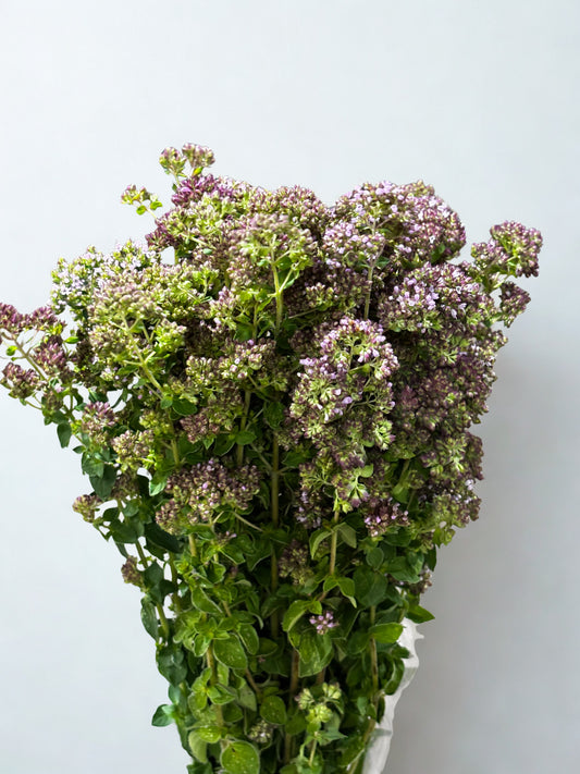 Origanum CH