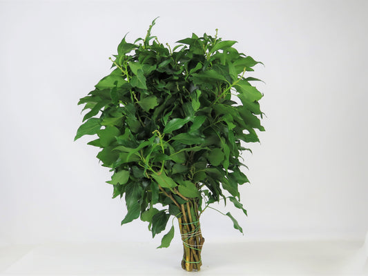 Hedera helix (Efeu) 1kg