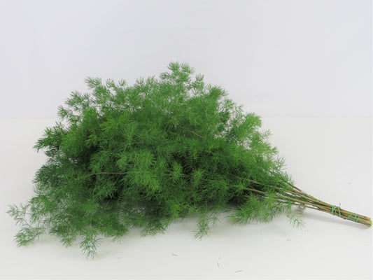 Asparagus myriocladus