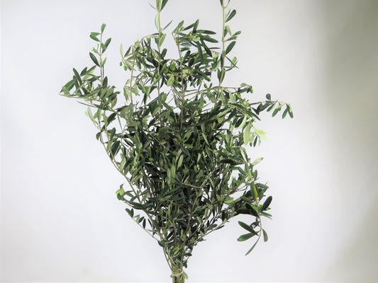 Olea europaea 1kg