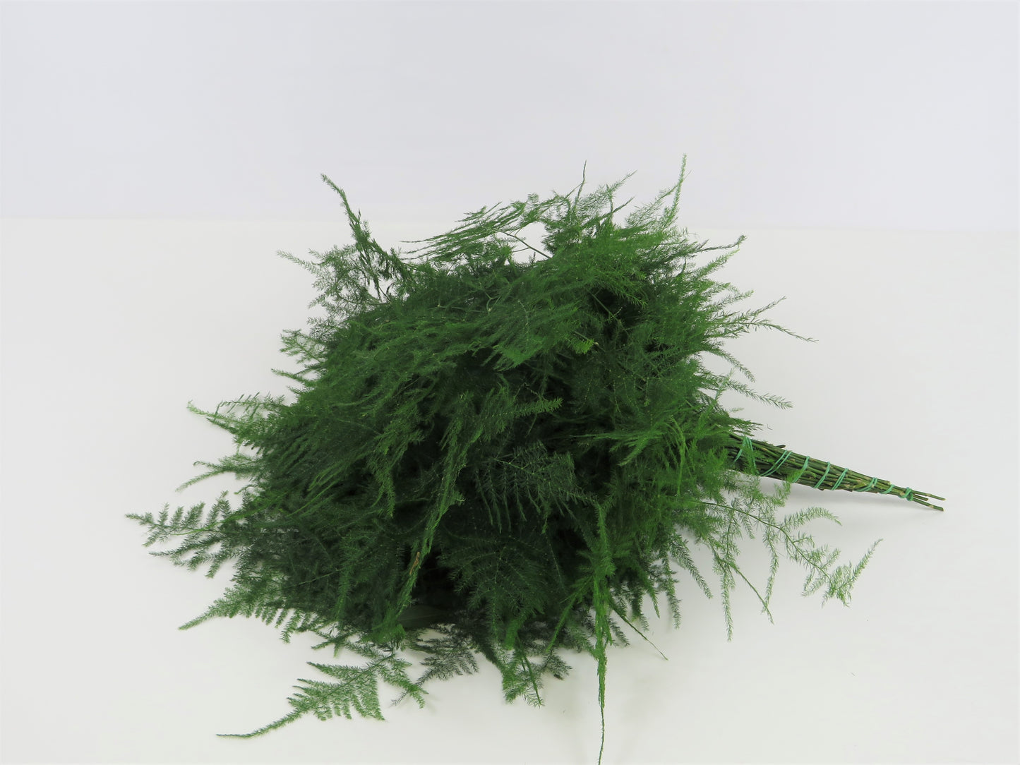 Asparagus setaceus Plumosus Mezza II