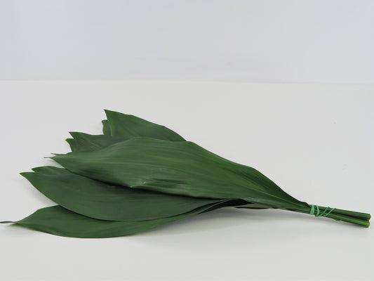 Aspidistra elatior III