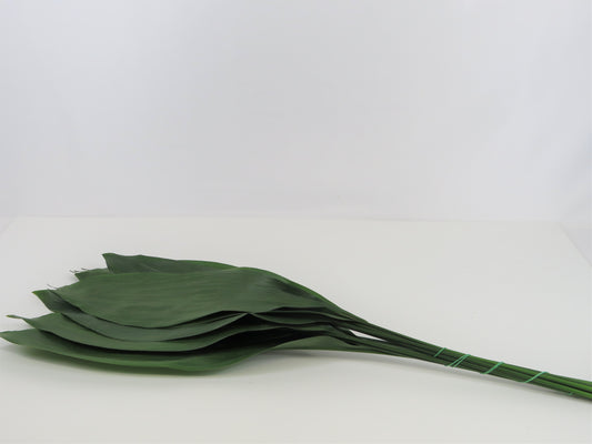 Aspidistra elatior Ex