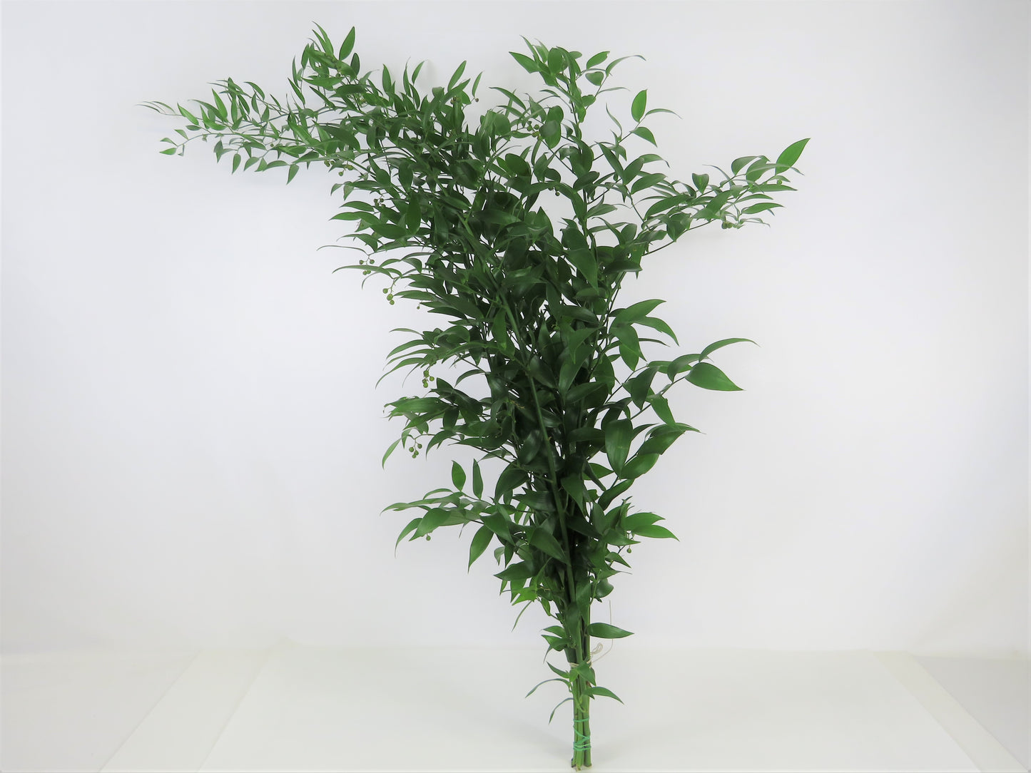 Danaë racemosa (Ruskus) 500g