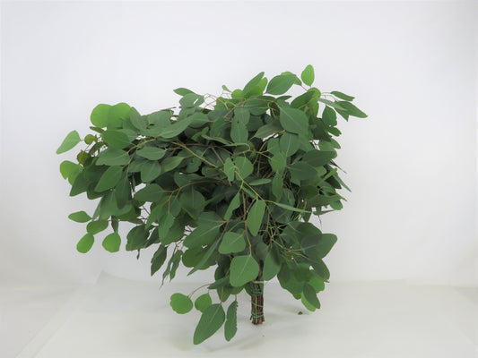 Eucalyptus populifolia 500g