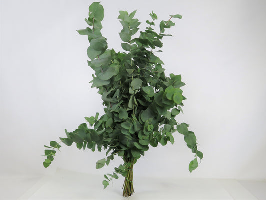 Eukalyptus stuartiana 500g