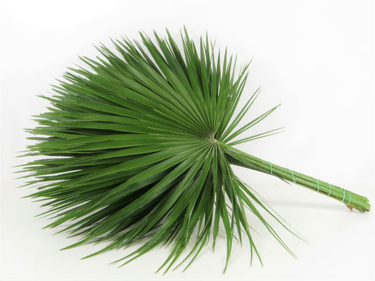 Chamerops humilis mittel
