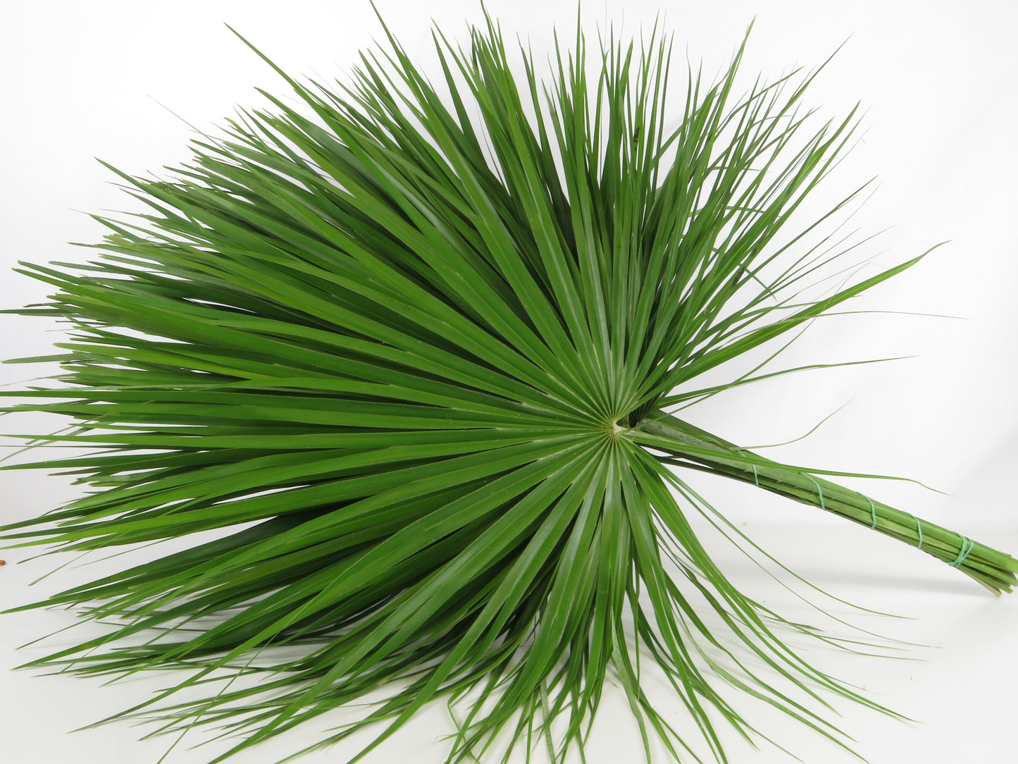 Chamerops humilis gross Super