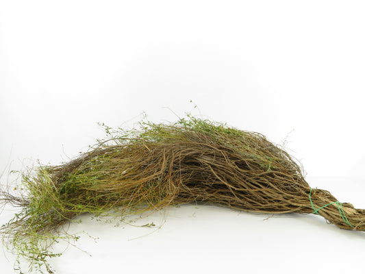 Euphorbia spinosa 1kg