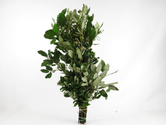 Quercus ilex (Steineiche) 500g