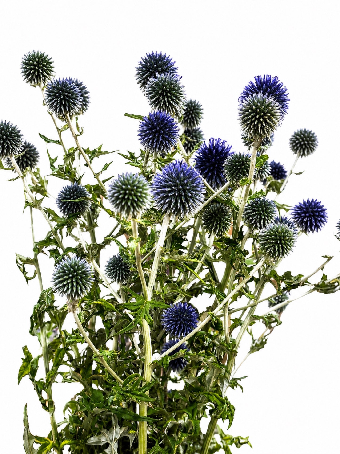 Echinops bannaticus CH