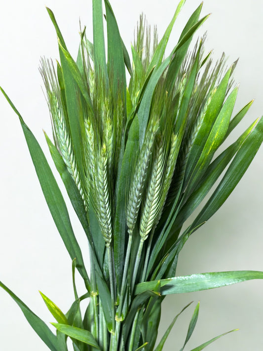 Triticum aestivum CH