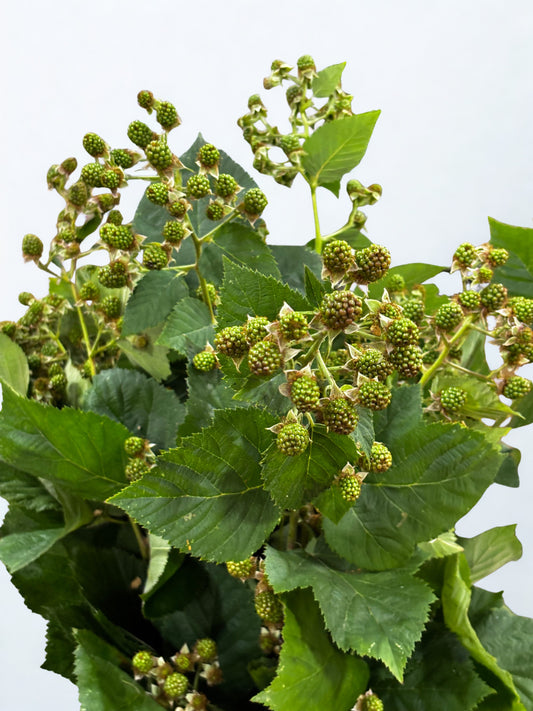 Brombeeren CH