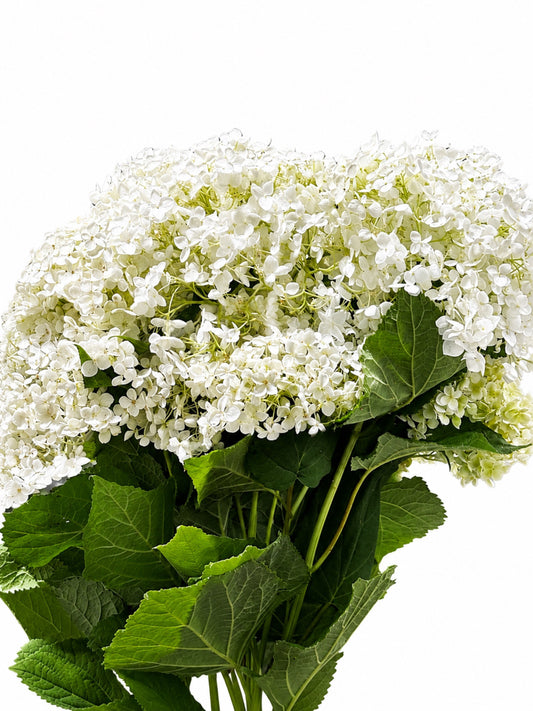 Hydrangea 'Annabelle' CH