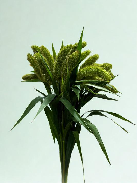 Setaria CH