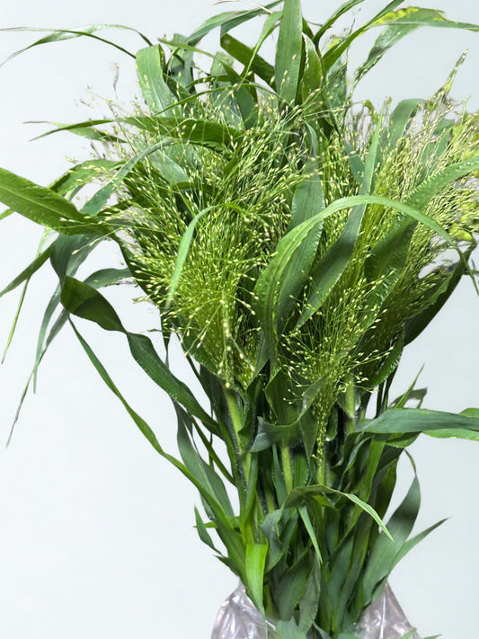 Panicum CH