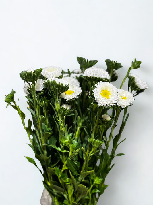 Callistephus chinensis CH