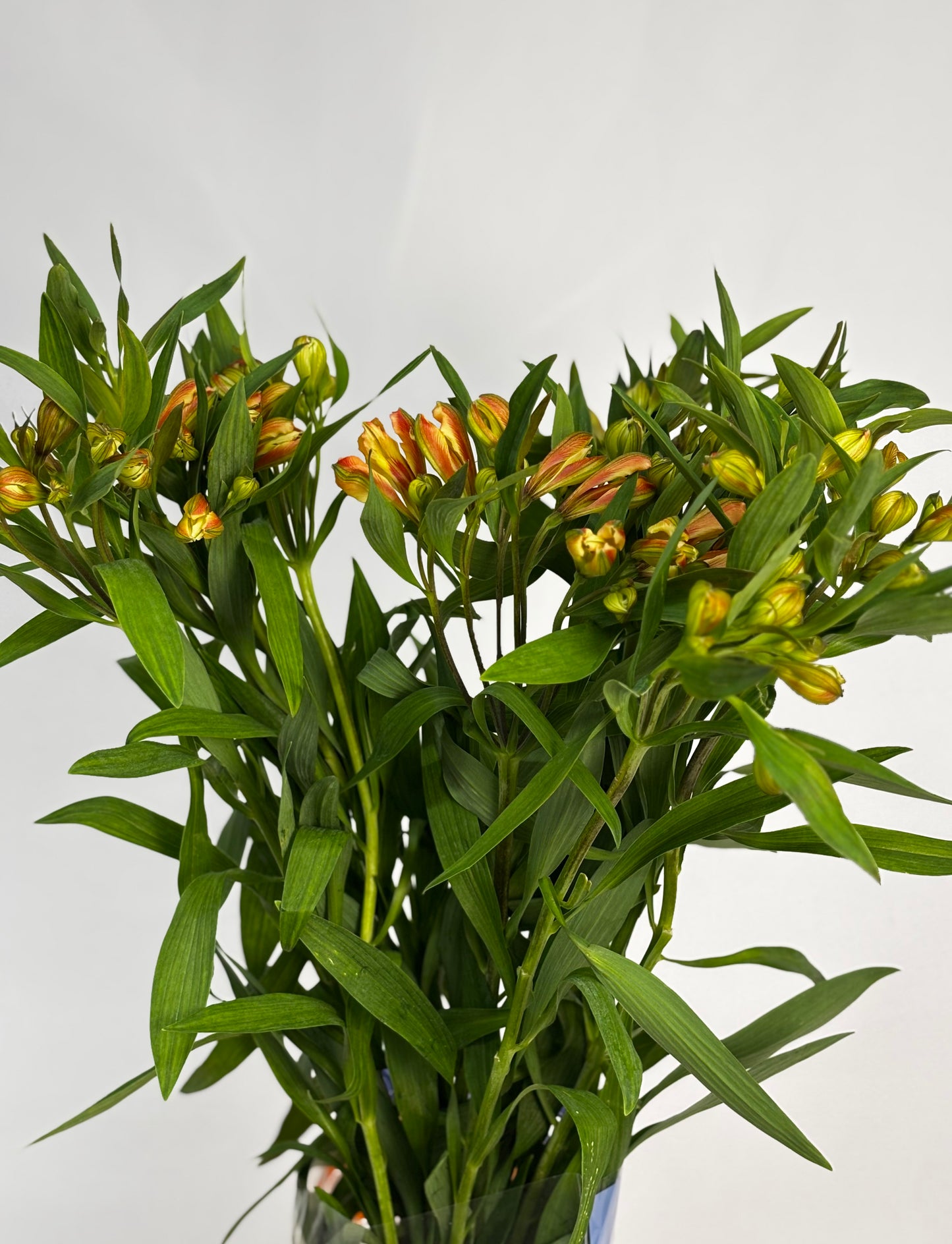 Alstroemeria ligtu 'Dancing Queeen'