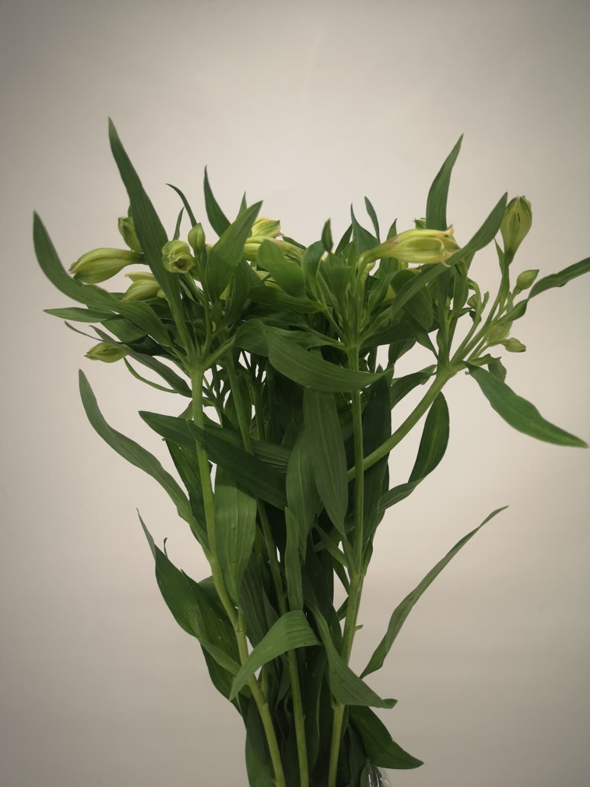 Alstromeria CH