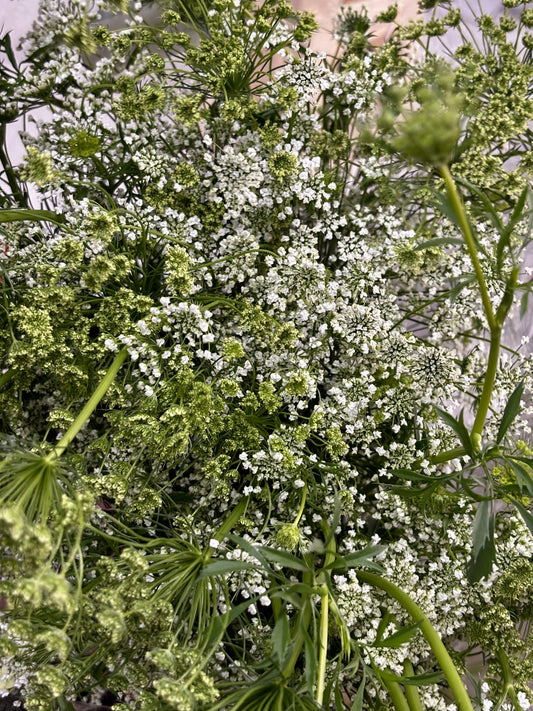 Ammi majus CH