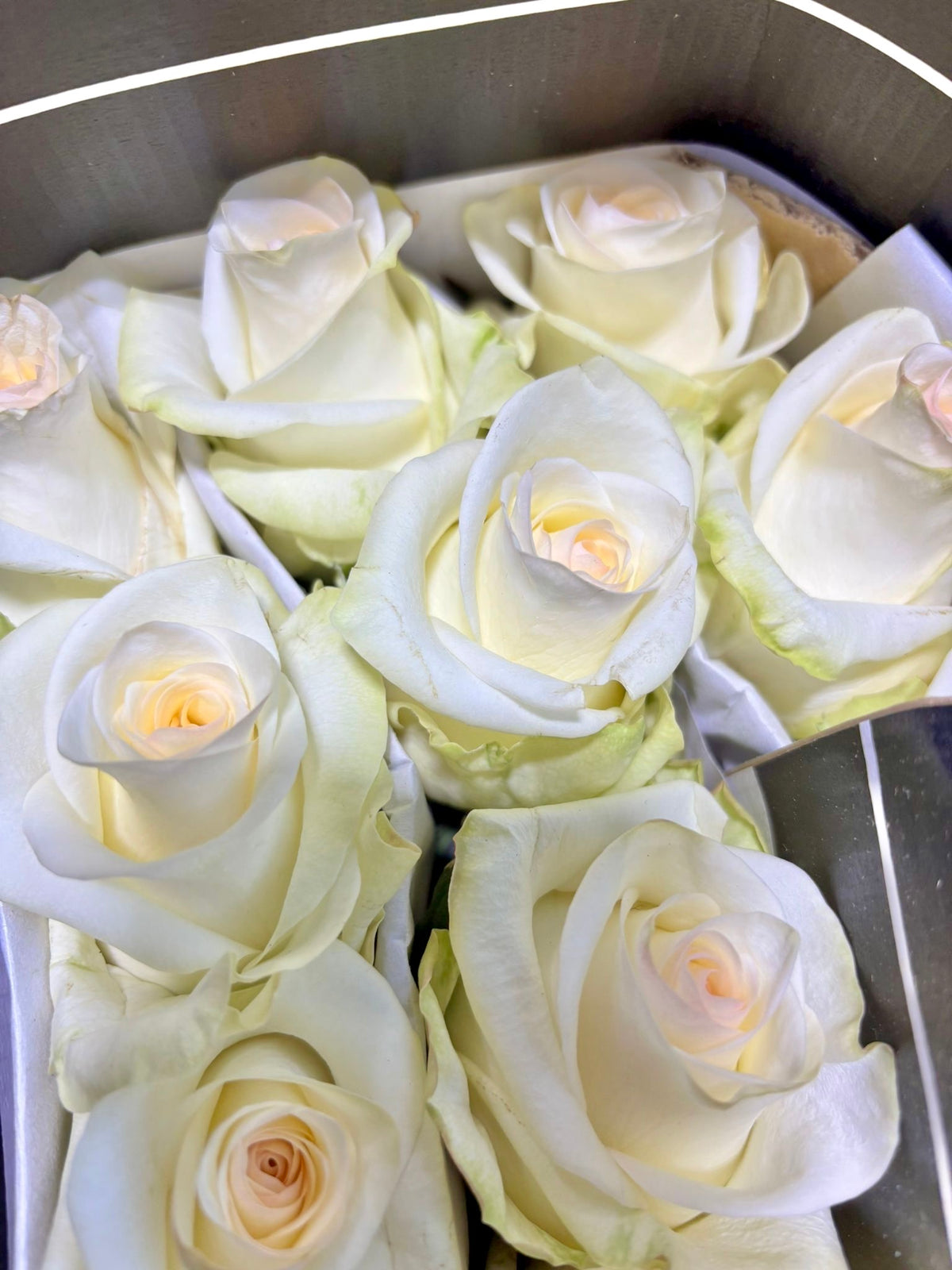 Ecuador Rose 'Candlelight'