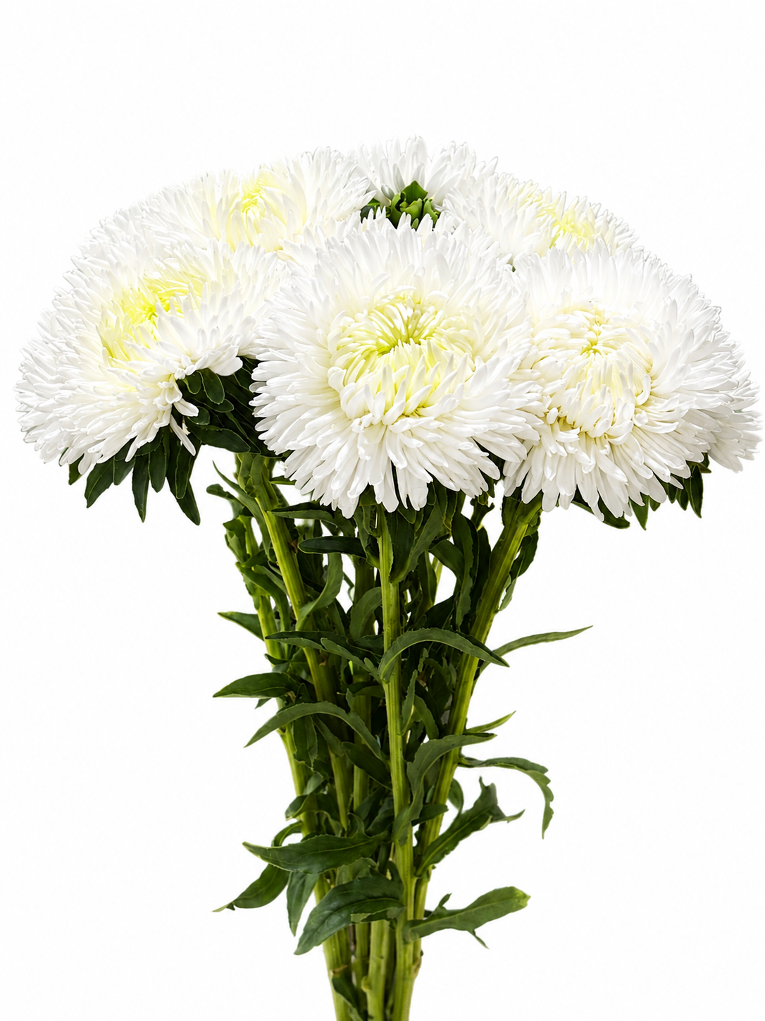 Aster 'Lady' CH