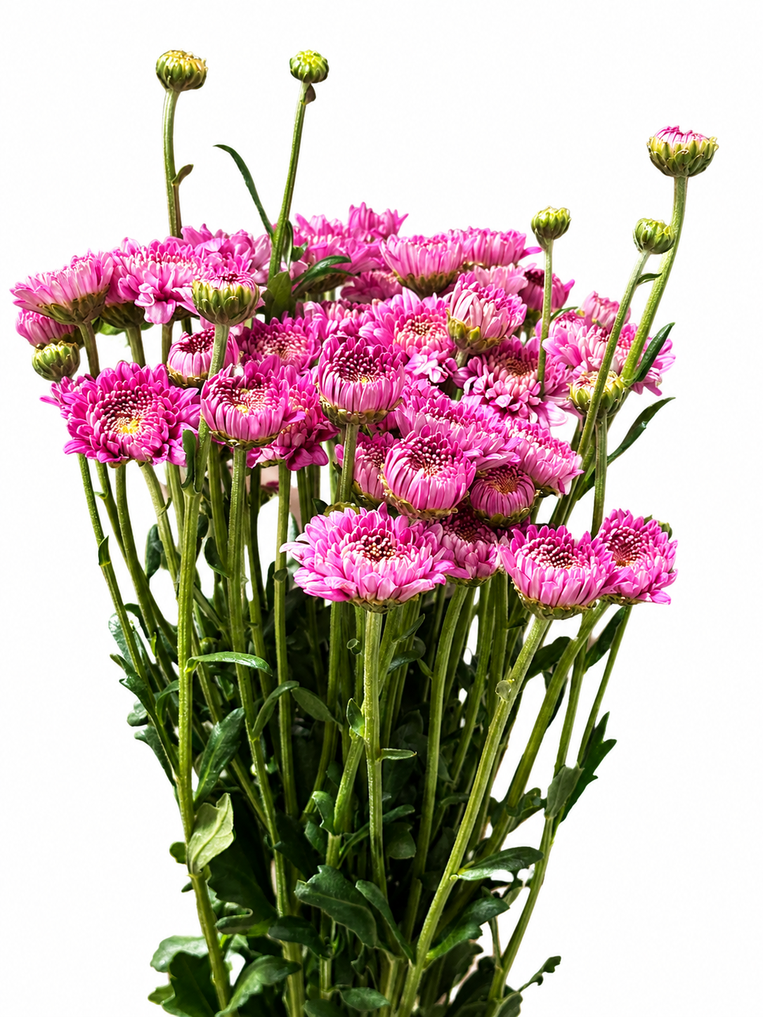 Chrysanthemum CH