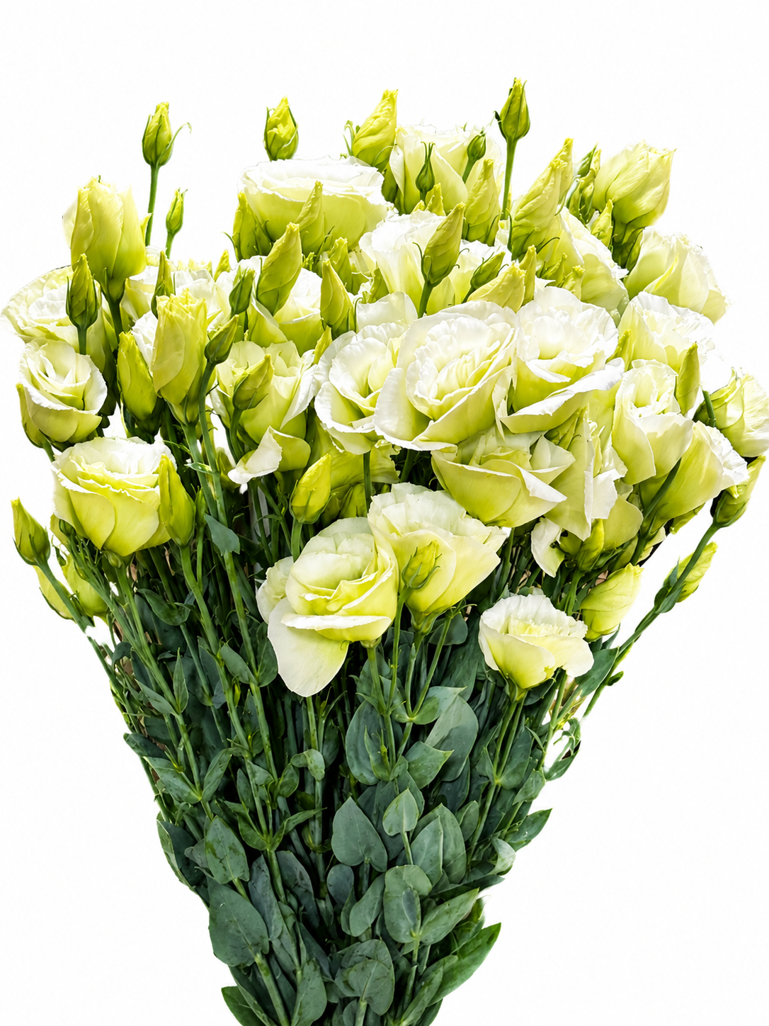 Lisianthus (Eustoma) CH