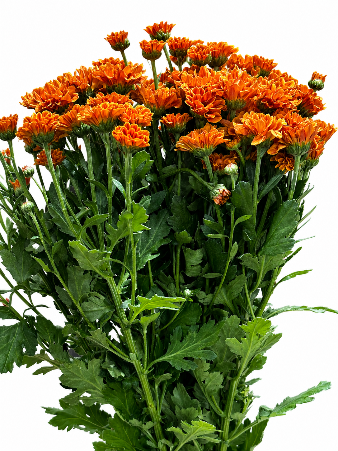 Chrysanthemum santini einfach