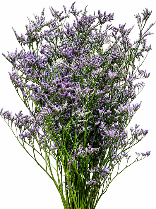 Limonium