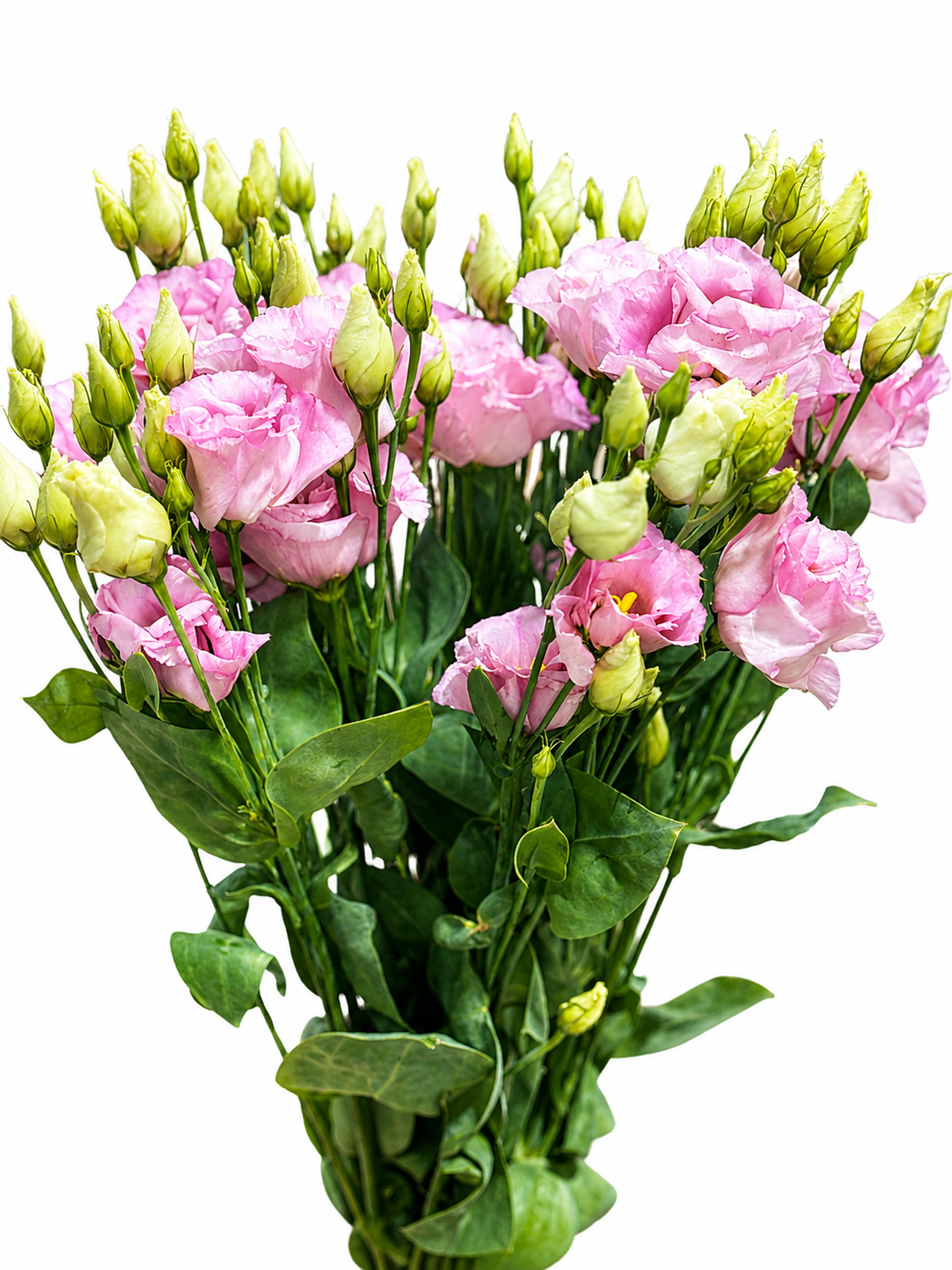 Eustoma gefüllt