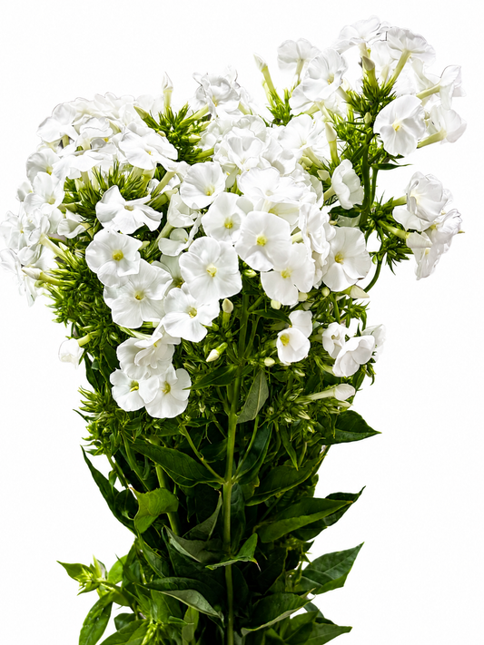 Phlox
