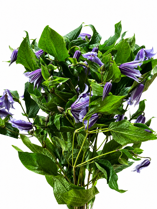 Clematis