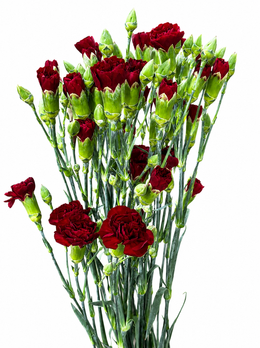Dianthus Spray