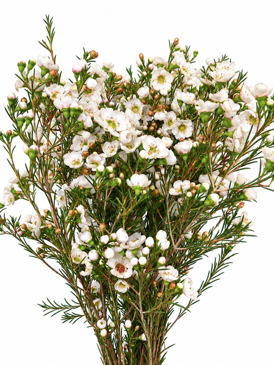 Chamelaucium uncinatum