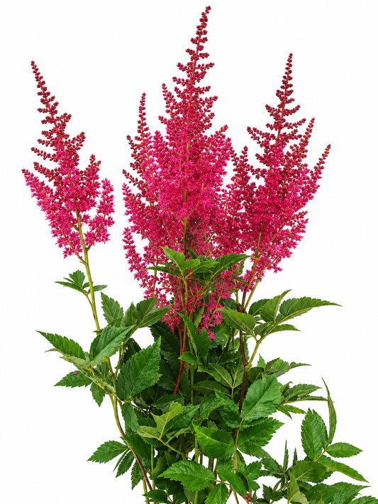 Astilbe chinensis `Else Schluck`