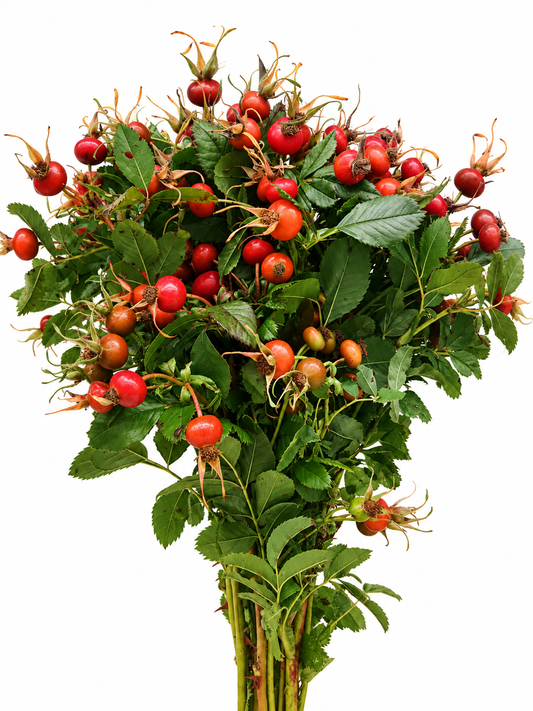 Rosa canina CH