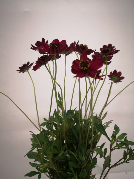 Cosmos bipinnatus CH