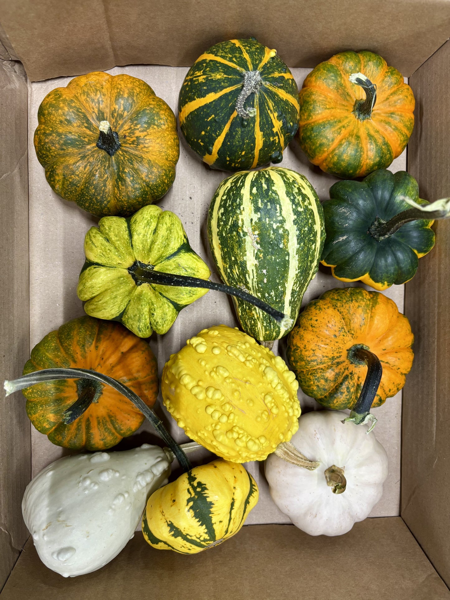 Cucurbita Mix 12 CH