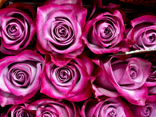 Ecuador Rose 'Deep Purple'