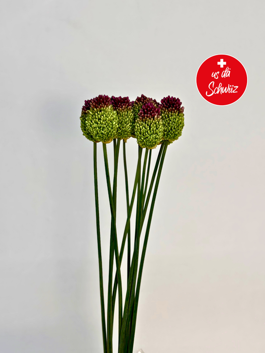 Allium sphaerocephalum CH