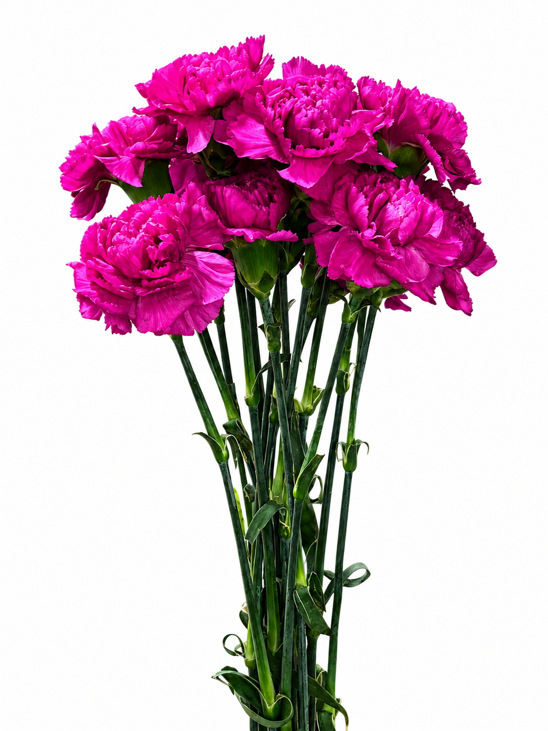 Dianthus Amerikaner