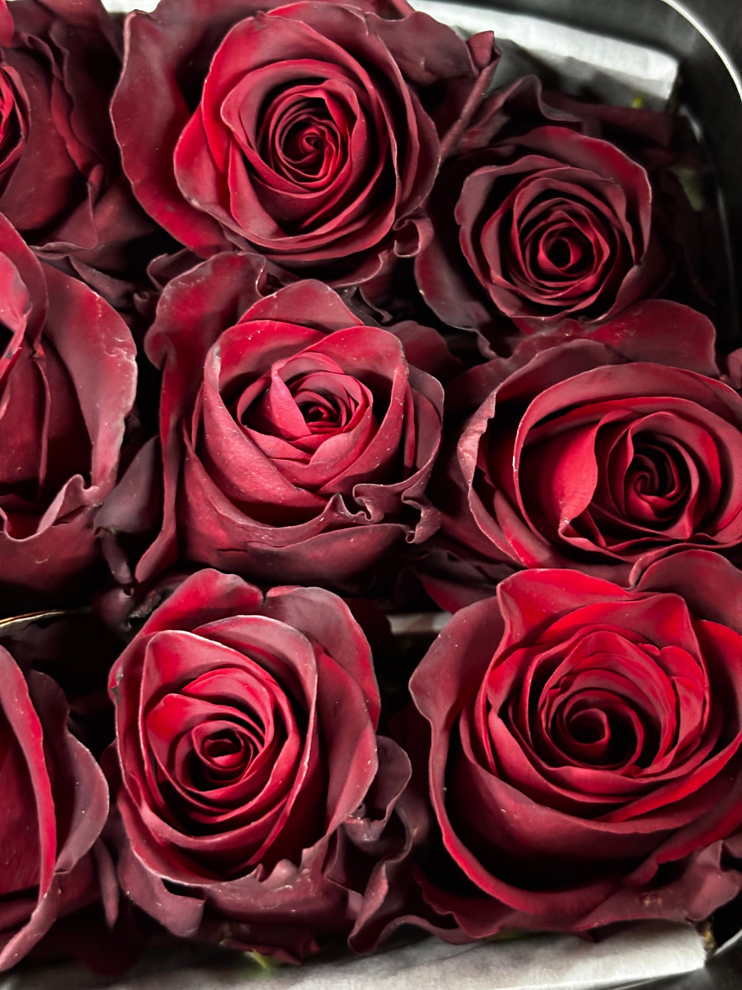 Ecuador Rose 'Explorer'