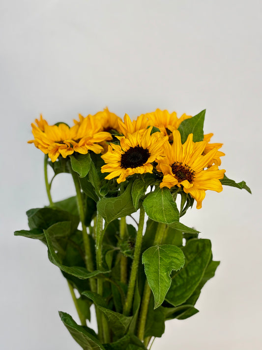 Helianthus annus 'Sonja' CH