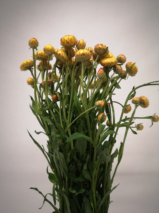 Helichrysum CH