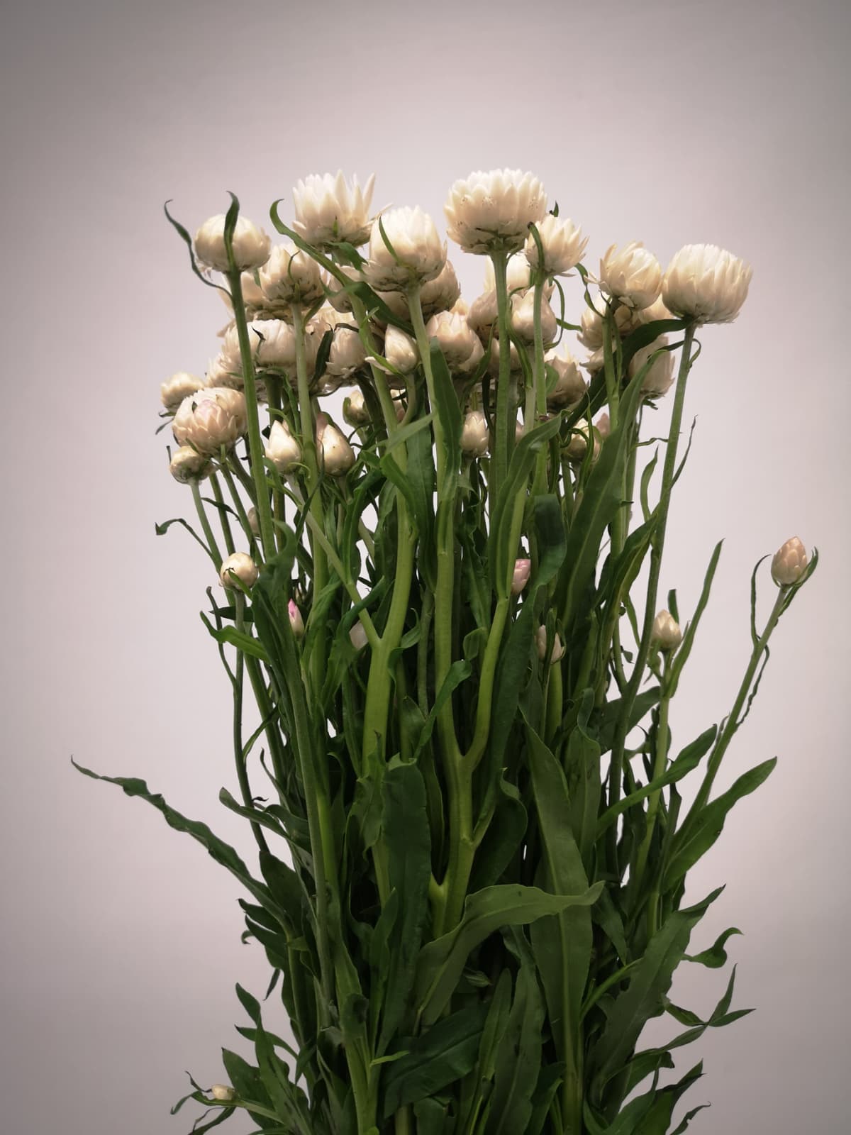 Helichrysum CH