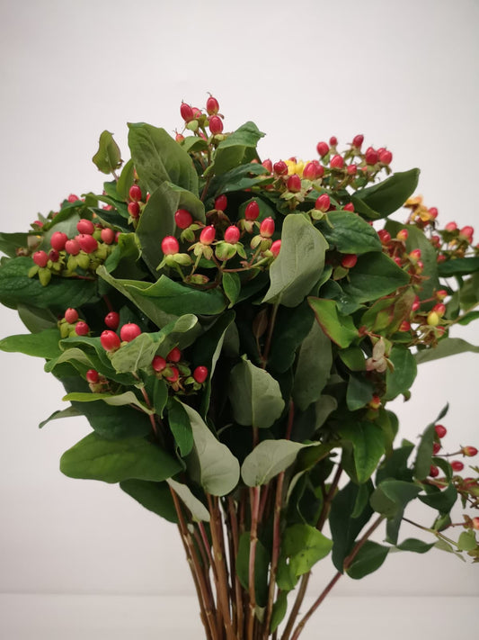 Hypericum CH