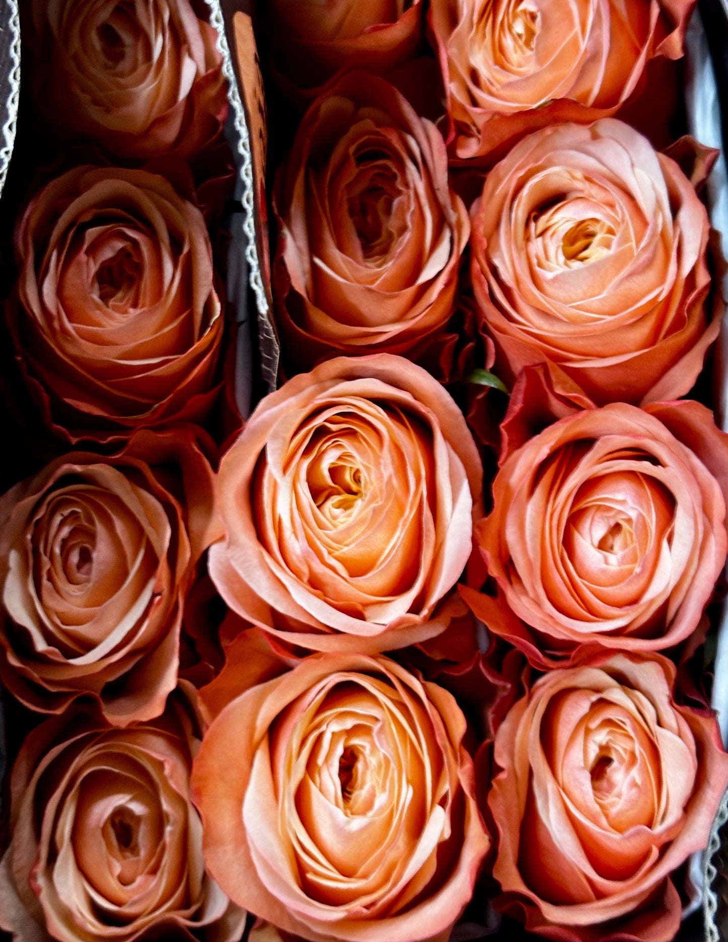 Ecuador Rose 'Kahala'