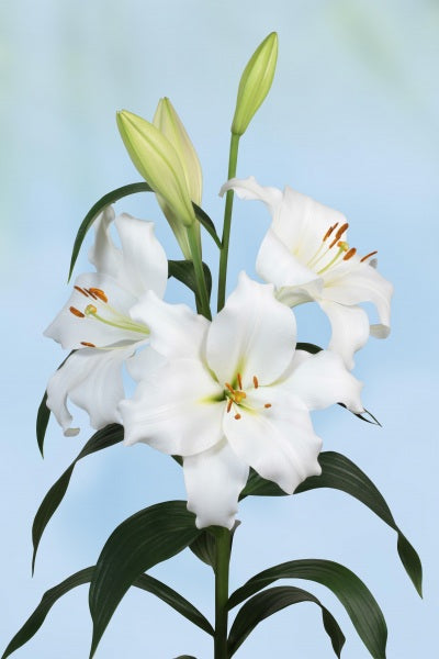 Lilium CH